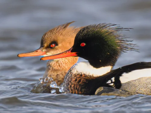 Action for Climate and Environment Newburgh-15